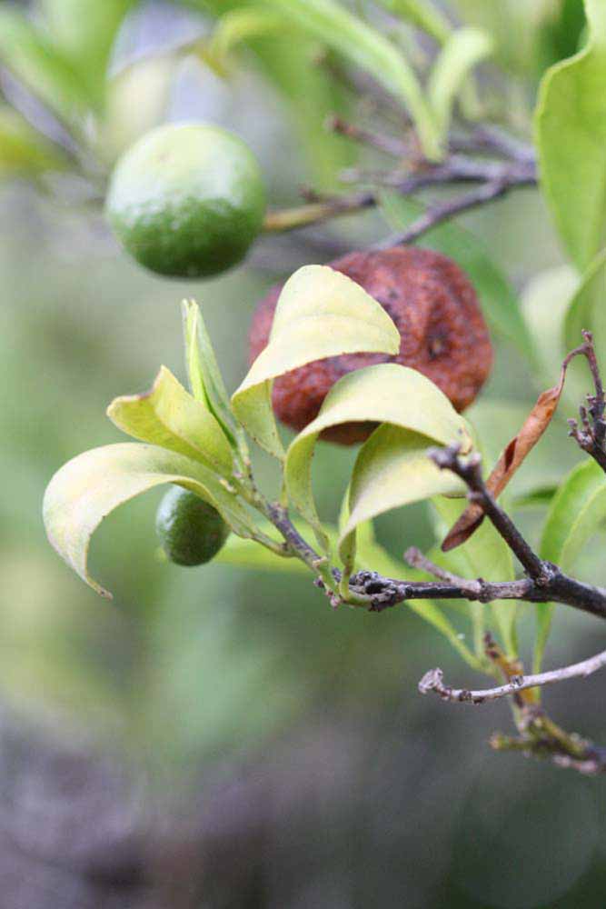              Sun leaves (Riverside, CA)       